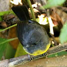Paruline ardoisée