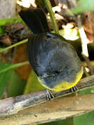 Slate-throated Whitestart