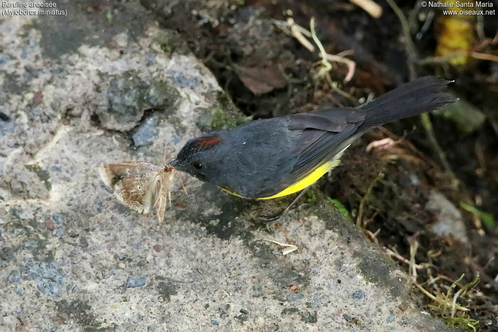 Slate-throated Whitestartadult, identification, feeding habits