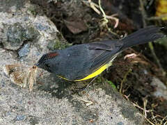 Slate-throated Whitestart