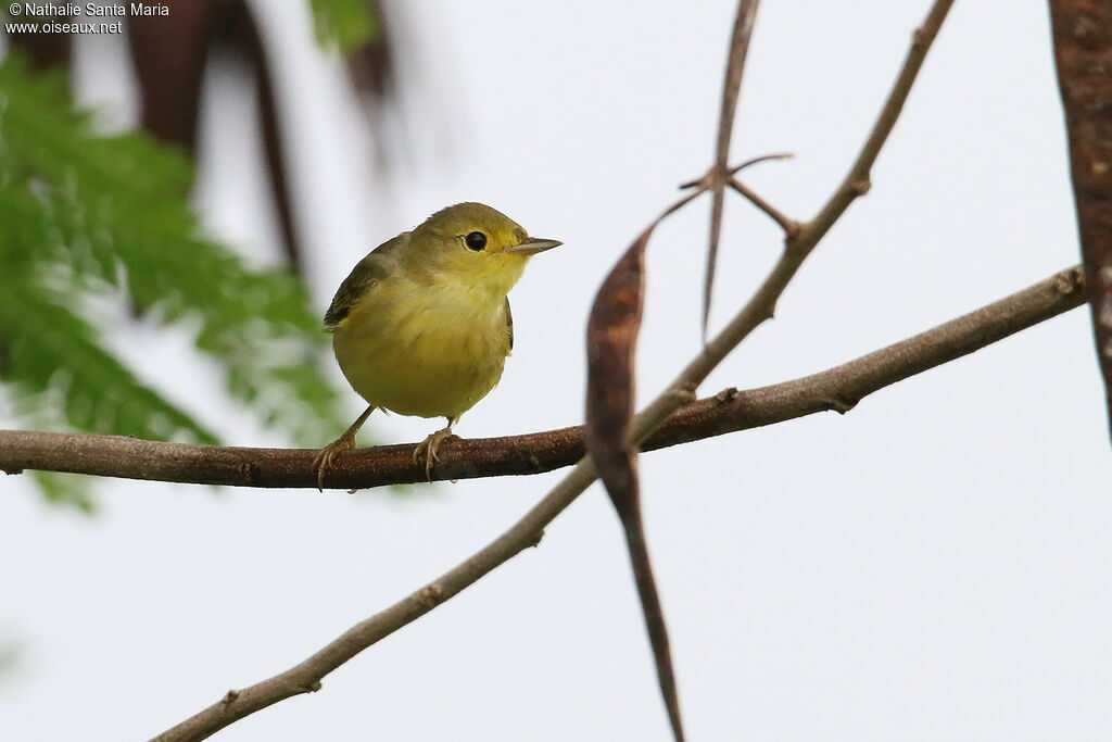 Mangrove Warbler female adult, identification