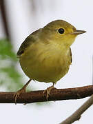 Mangrove Warbler