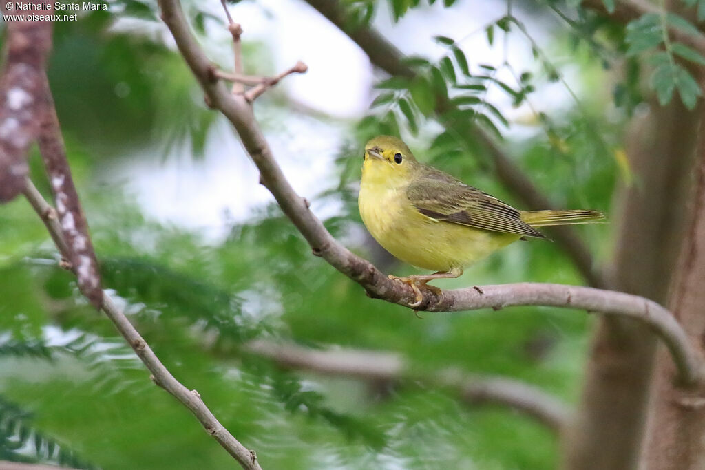 Mangrove Warbler female adult, identification, fishing/hunting