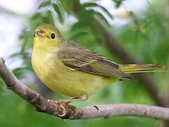 Mangrove Warbler