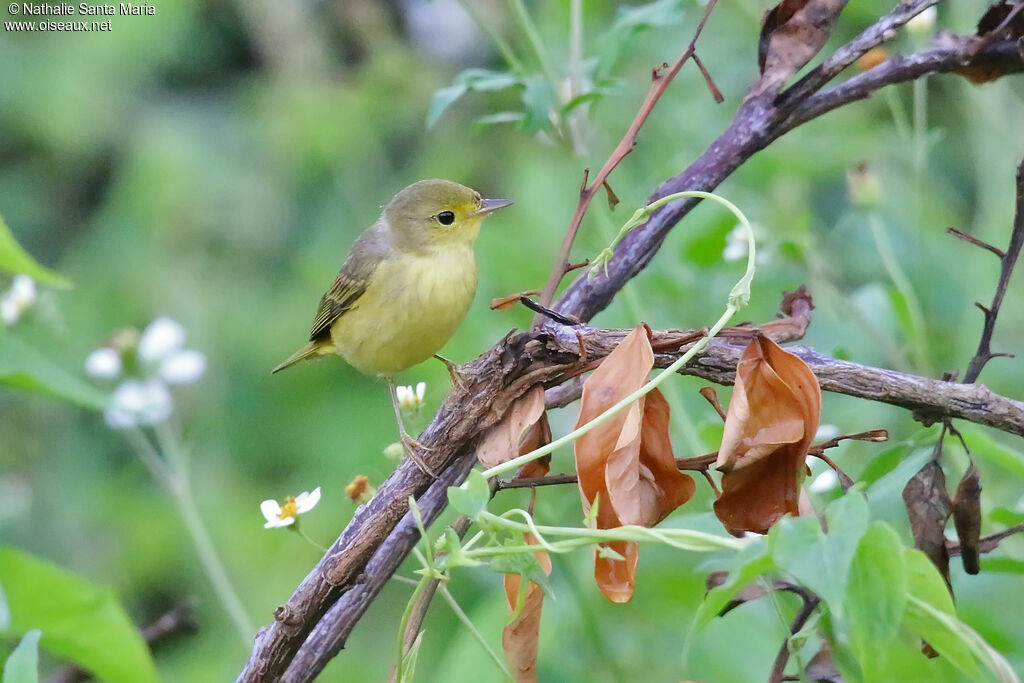 Mangrove Warbler female adult, identification, fishing/hunting