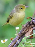 Mangrove Warbler