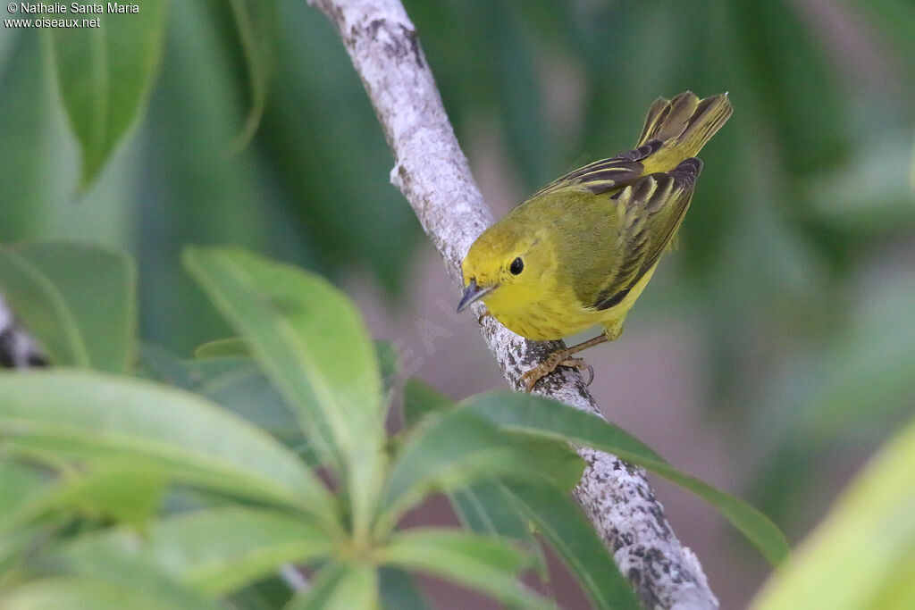 Mangrove Warbler female adult, identification