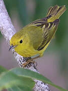 Mangrove Warbler