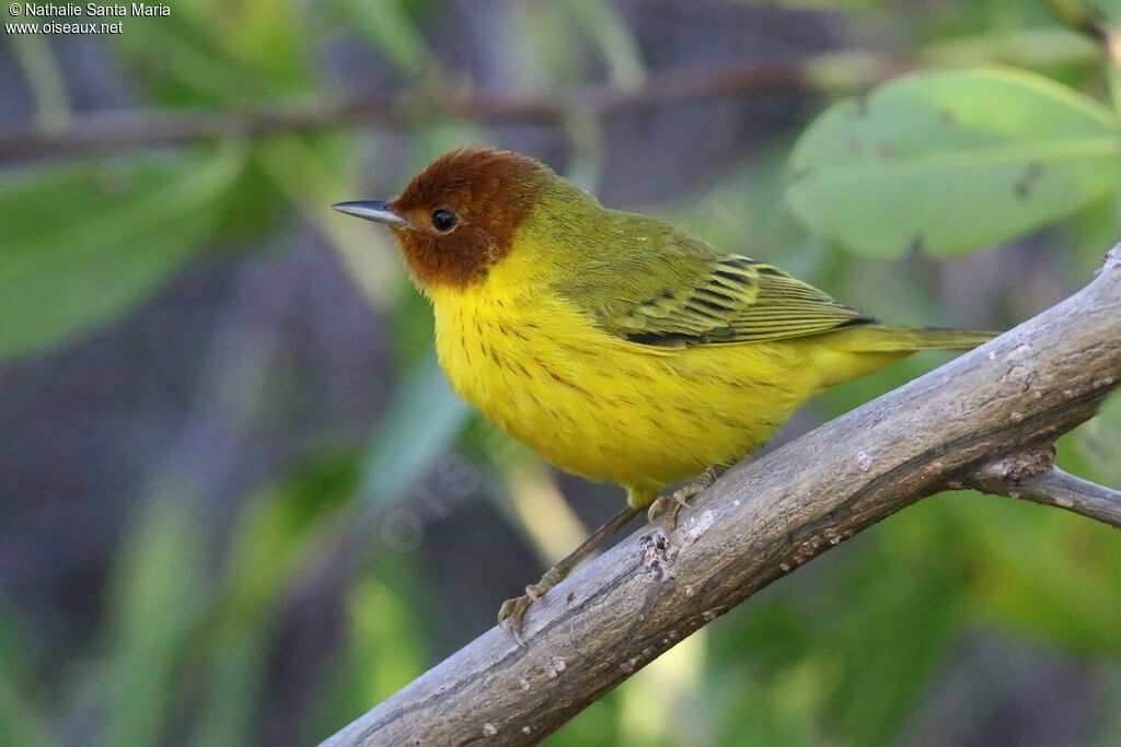 Mangrove Warbler male adult, identification