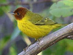 Mangrove Warbler