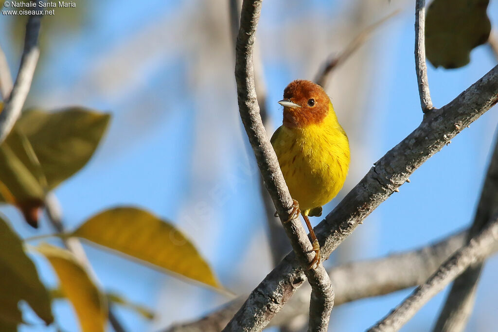 Mangrove Warbler male adult, identification