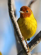 Mangrove Warbler