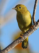 Mangrove Warbler