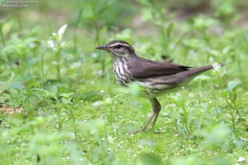 Northern Waterthrushadult, identification