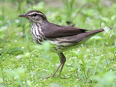 Northern Waterthrush