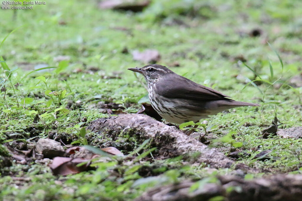 Northern Waterthrushadult, identification