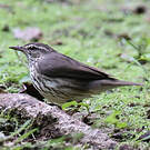Paruline des ruisseaux