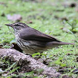Paruline des ruisseaux