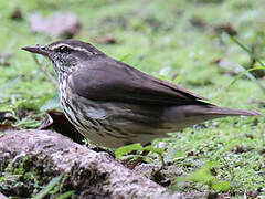 Northern Waterthrush