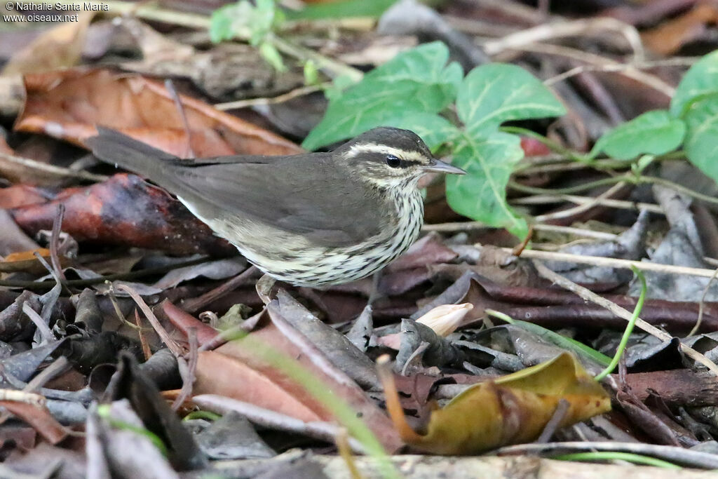 Northern Waterthrushadult, identification, walking, fishing/hunting