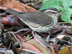 Northern Waterthrush