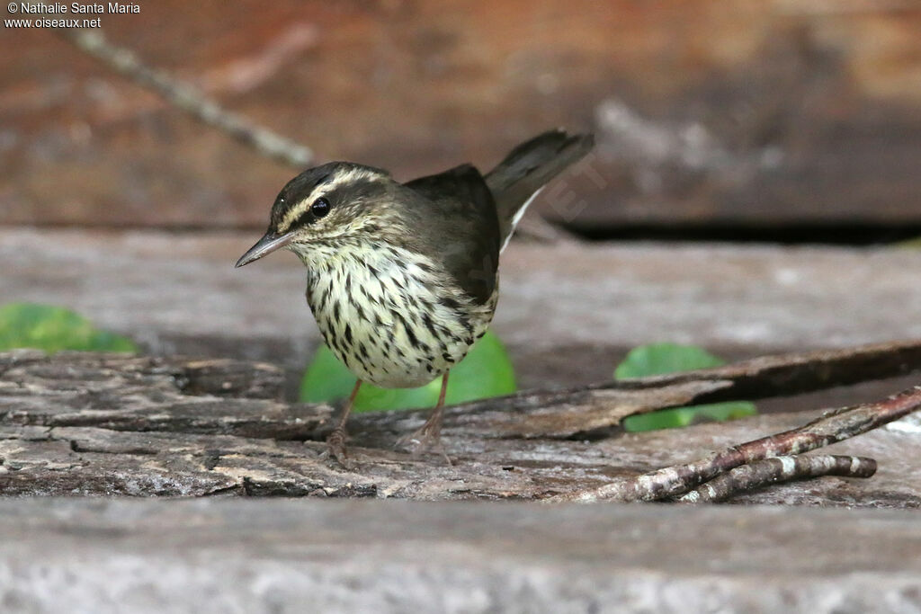 Northern Waterthrushadult, identification, walking, fishing/hunting