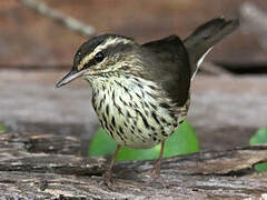 Northern Waterthrush