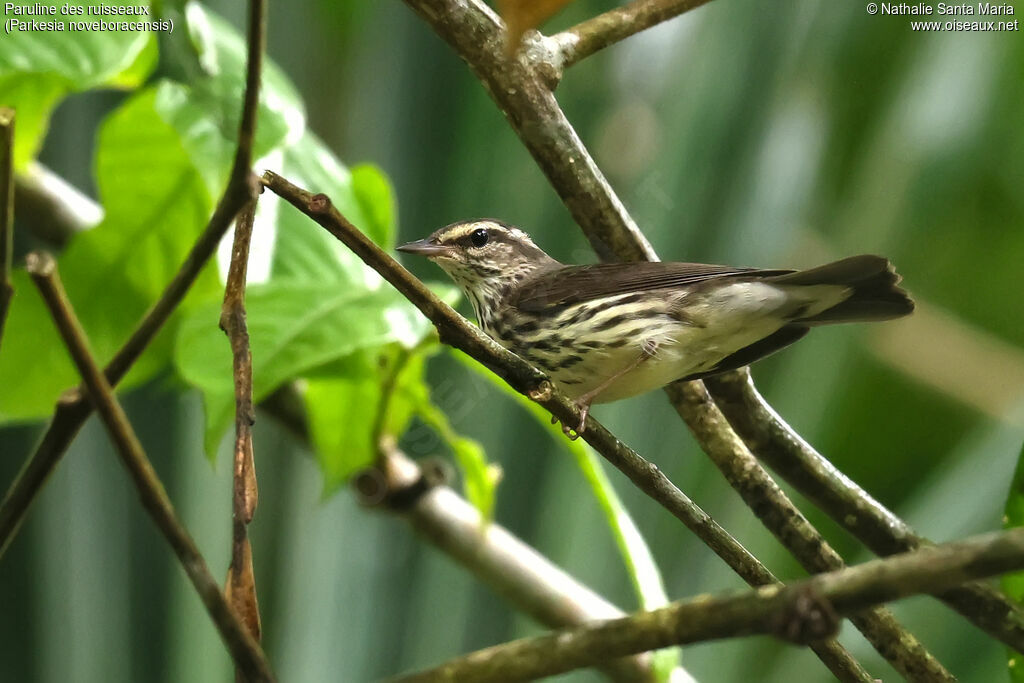 Paruline des ruisseaux