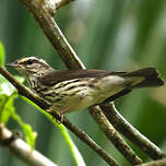 Paruline des ruisseaux