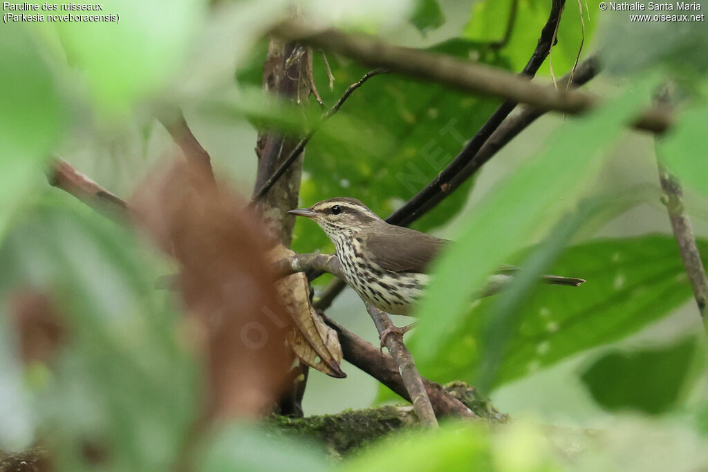 Paruline des ruisseaux