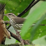 Paruline des ruisseaux