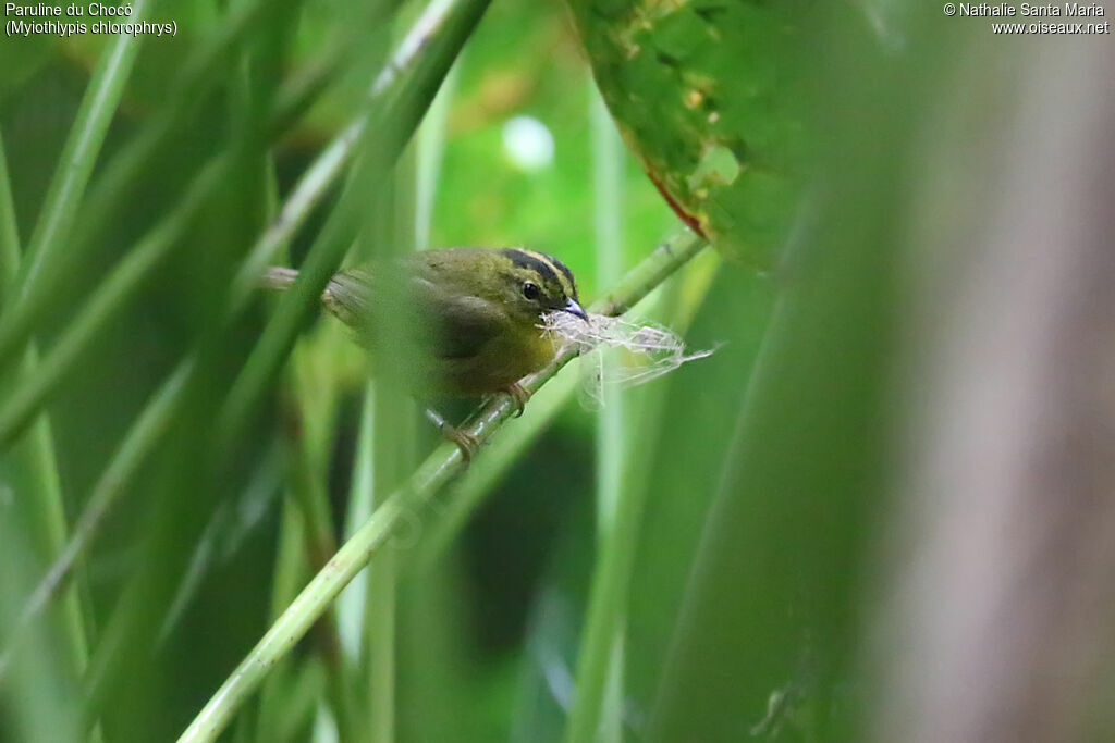 Paruline du Chocóadulte, identification, Nidification