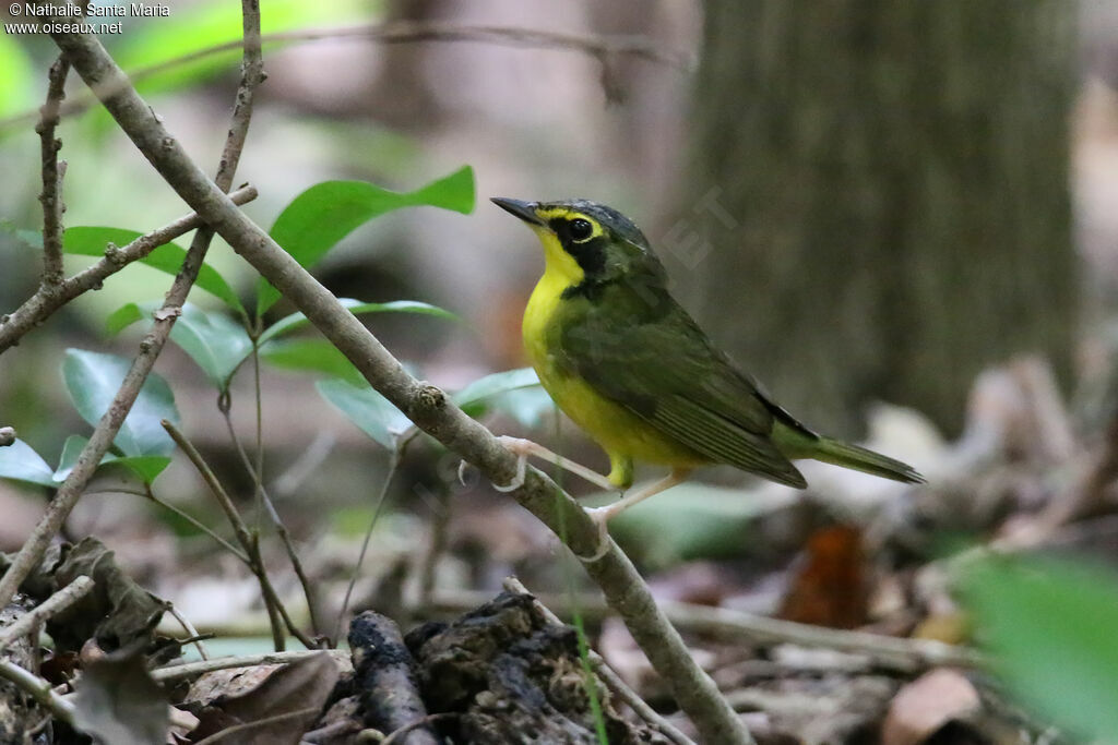 Kentucky Warbleradult, identification