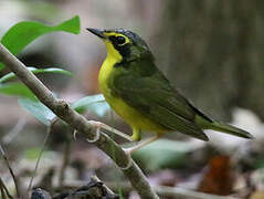 Kentucky Warbler