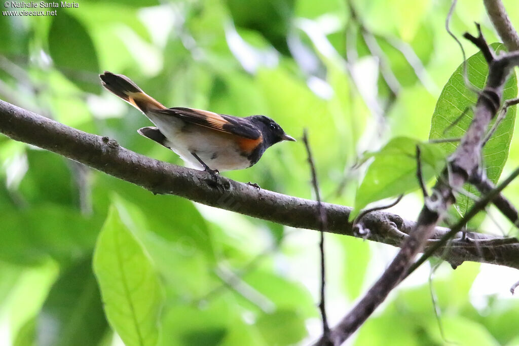 American Redstart male adult, identification, fishing/hunting