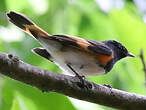 Paruline flamboyante