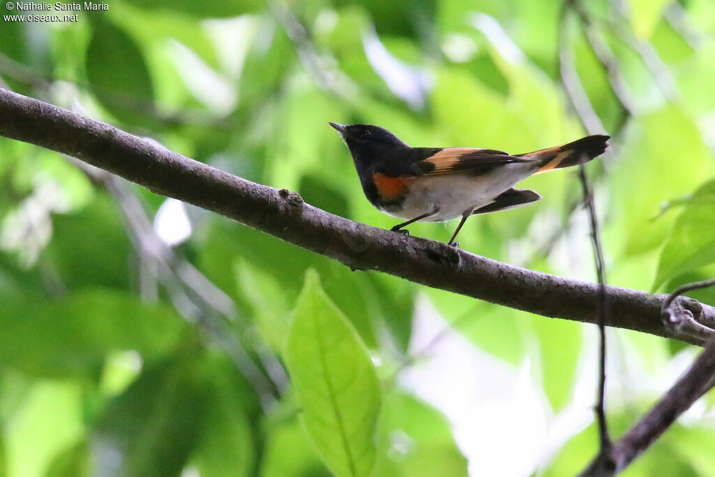 American Redstart male adult, identification, fishing/hunting