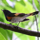 Paruline flamboyante