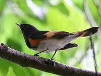 Paruline flamboyante