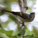 Paruline flamboyante