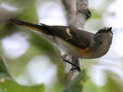 American Redstart