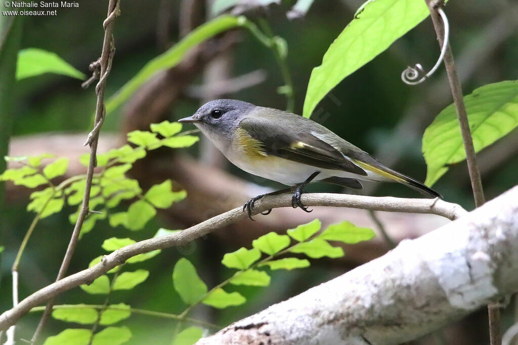 American Redstart female adult post breeding, identification