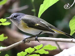 American Redstart