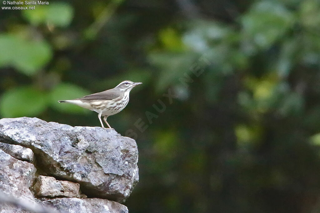 Paruline hochequeueadulte, identification