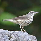 Paruline hochequeue