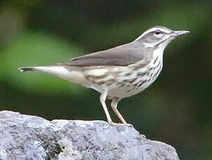 Paruline hochequeue