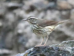 Paruline hochequeue