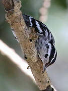 Black-and-white Warbler