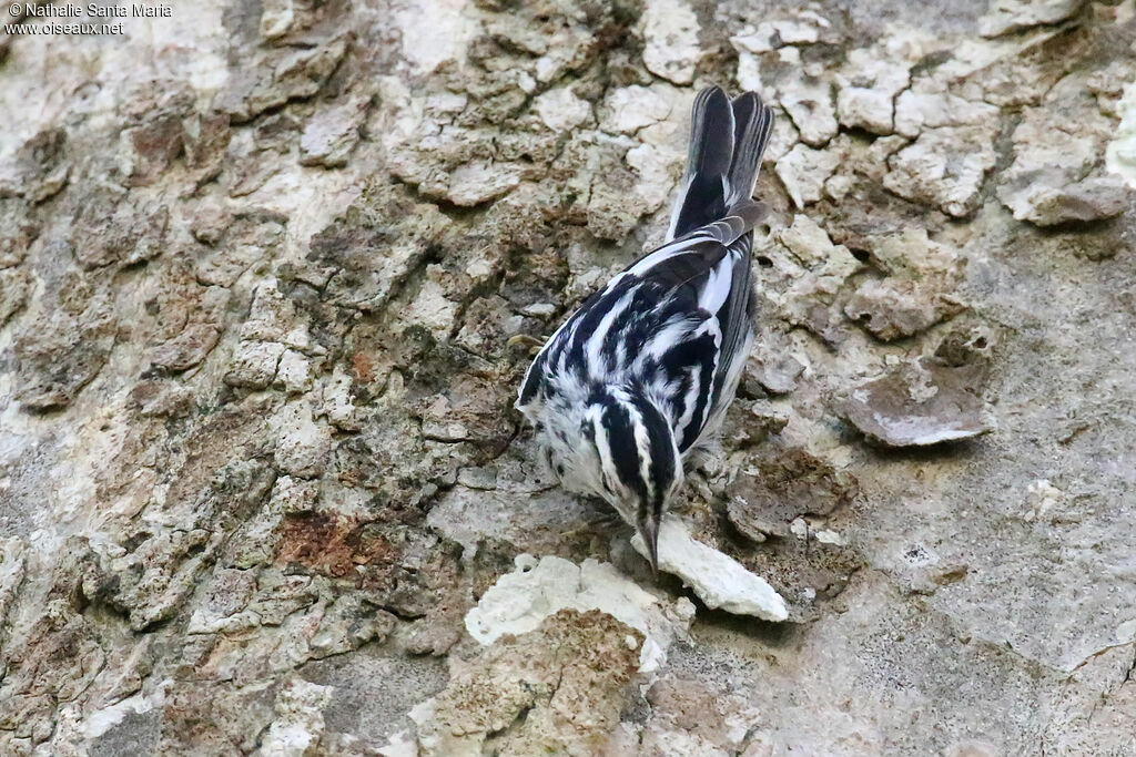 Black-and-white Warbleradult, identification, fishing/hunting