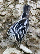 Paruline noir et blanc